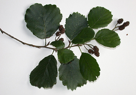 Alderwood Consulting Logo case study illustration 2