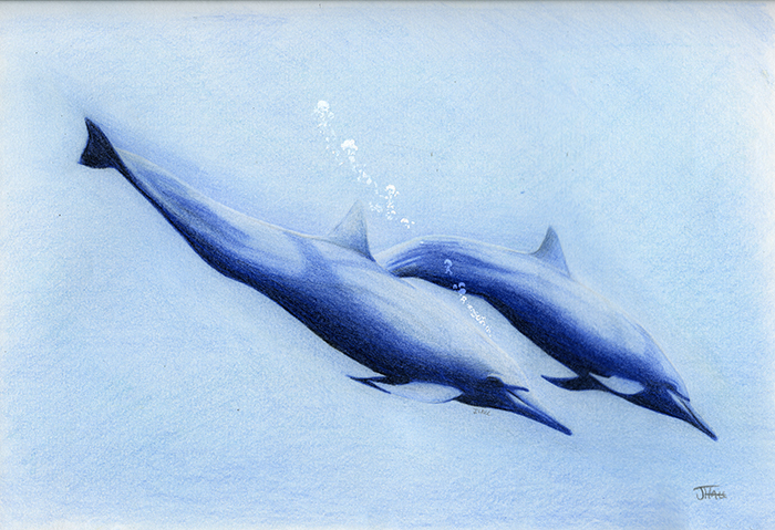 Dolphins